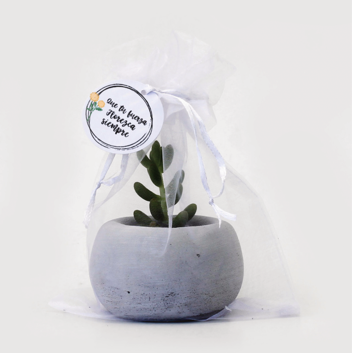 Suculenta en base de cemento artesanal en empaque de organza y tarjeta de saludo. El regalo eco-friendly ideal para el Día de la Madre. ¡Cotiza con nosotros!